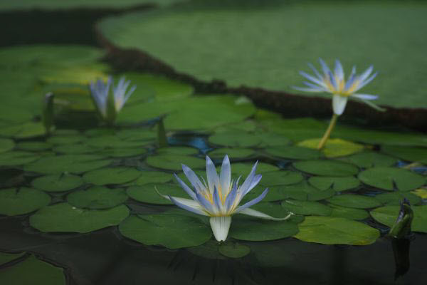 lotus pond with pretty flowes in Adelaide botanic gardens