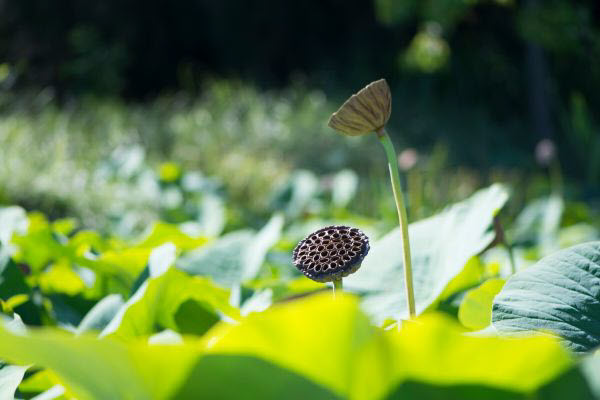 pond plants in Adelaide botanic gardens